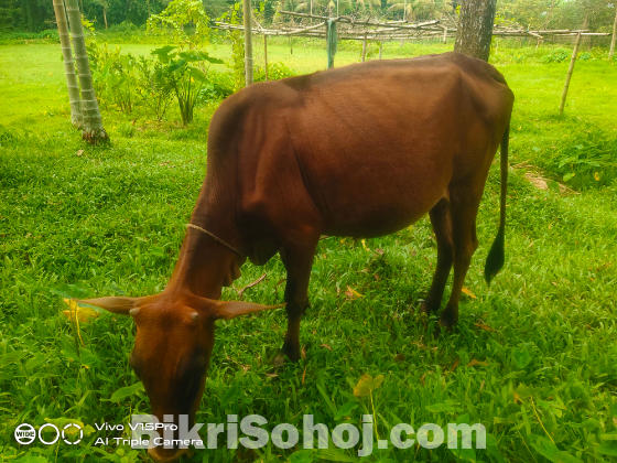 দেশি গাভি বাচ্চা সহ